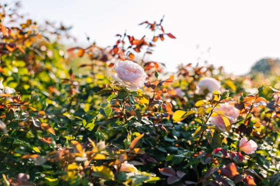 A rose bush with three light pink roses in bloom.